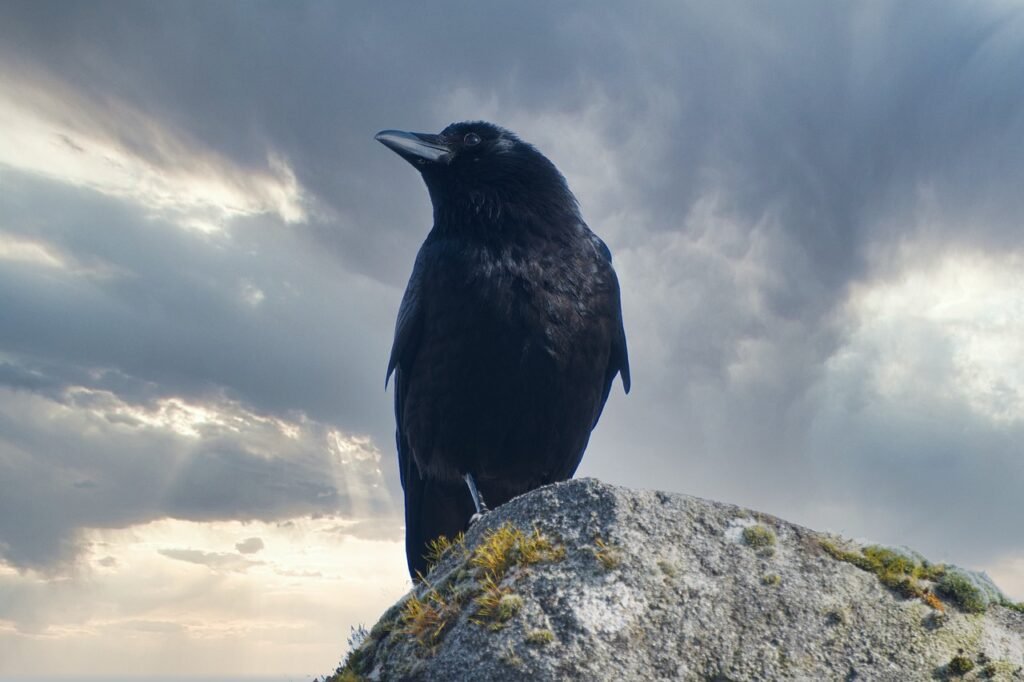 If Your Spirit Animal is a Raven, Here's What It Means