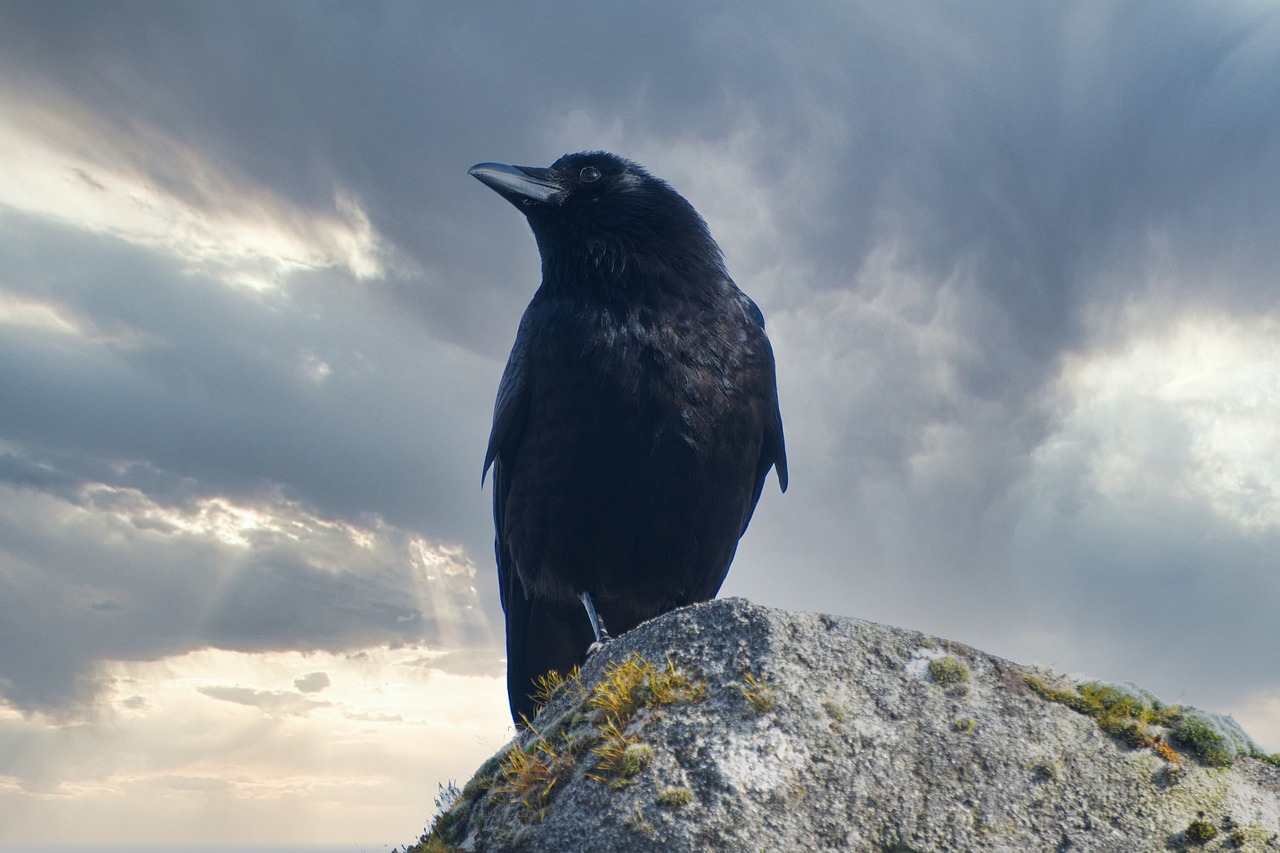 If Your Spirit Animal is a Raven, Here’s What It Means