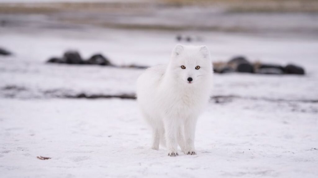 12 Surprising Facts About the Arctic Fox Living in Alaska's Wilderness