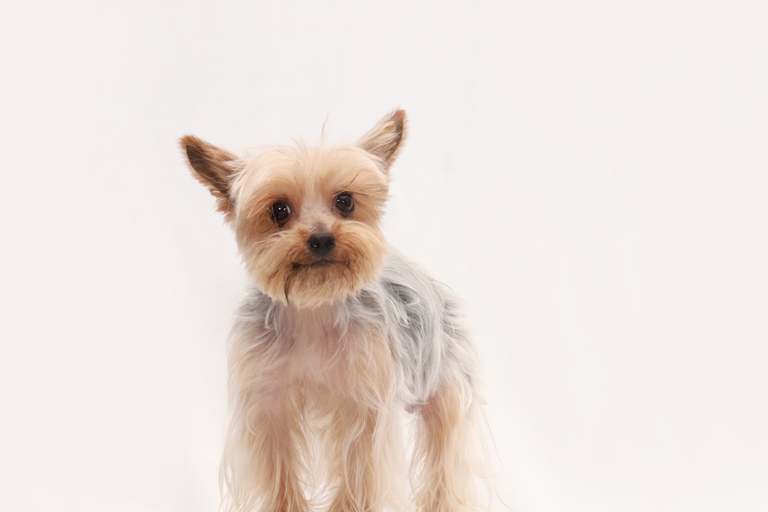 10 Small Dog Breeds That Are Fussy Eaters
