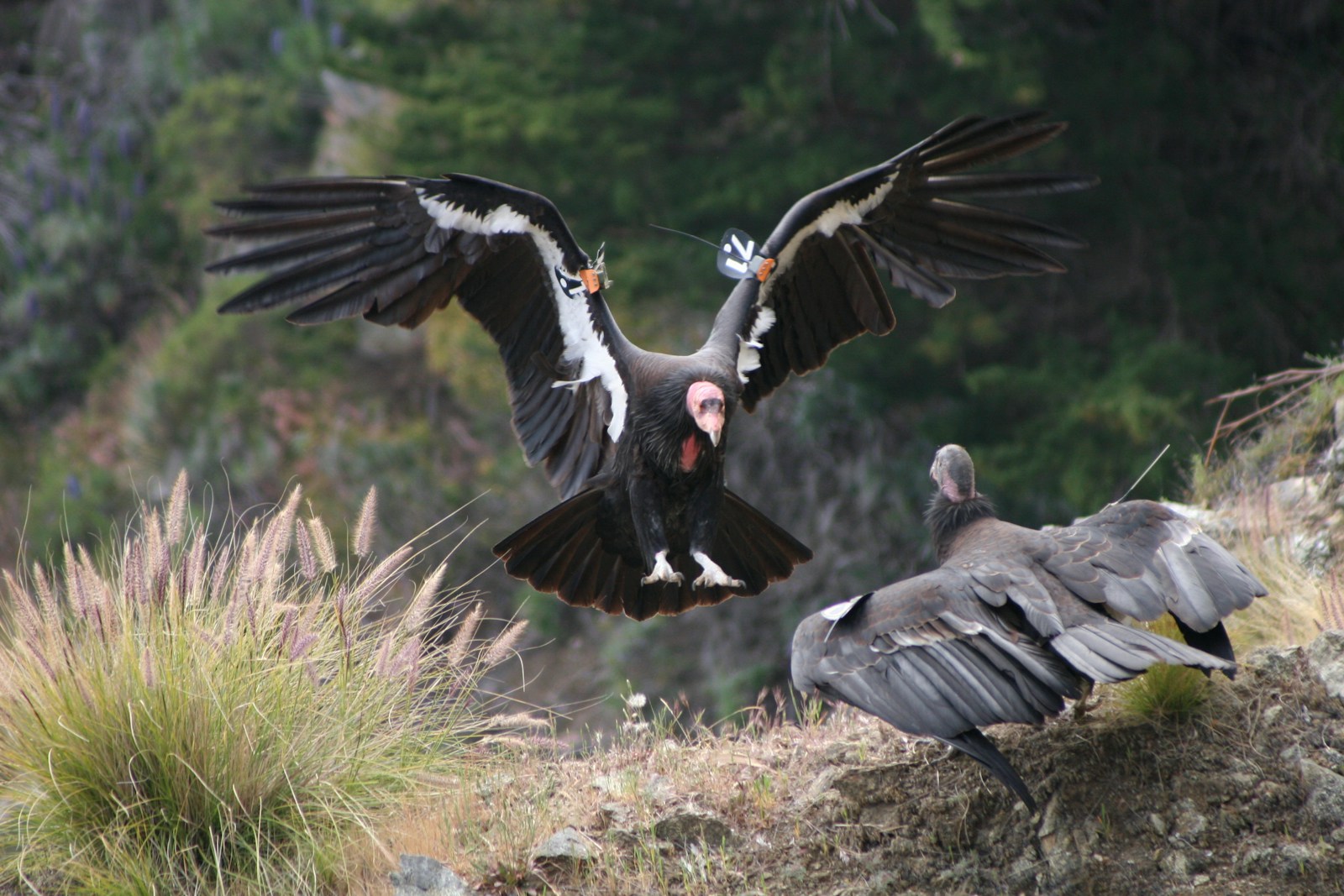 6 Reasons The California Condor is a Critically Endangered Raptor