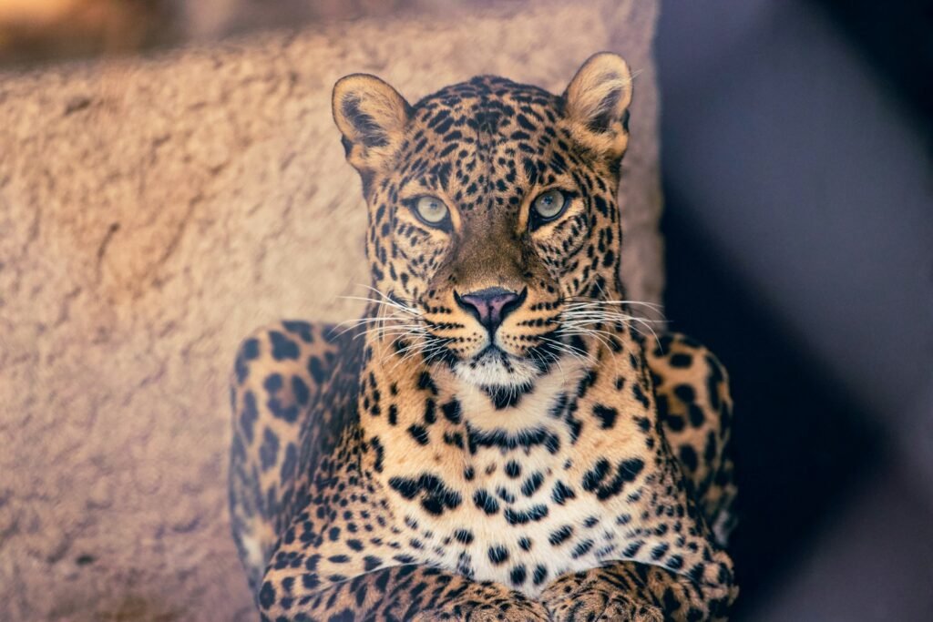 a close up of a leopard laying on a rock