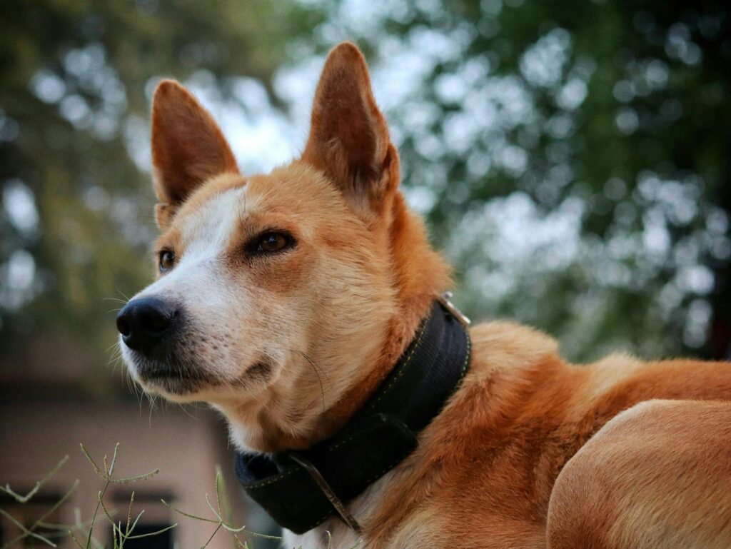 A captivating portrait of a Basenji dog, showcasing its unique features and collar in an outdoor environment.