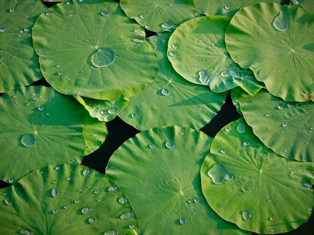 a group of green leaves with water drops on them