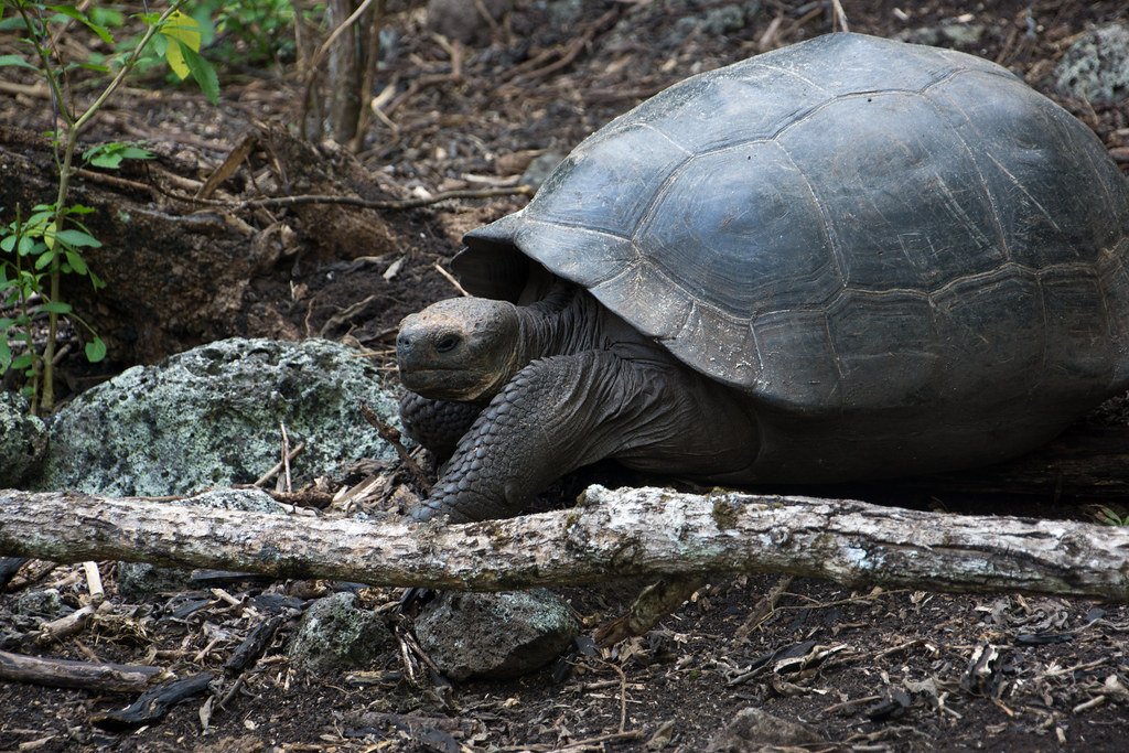 Fernandina Giant Tortoise: Lone Survivor on a Volcanic Island 