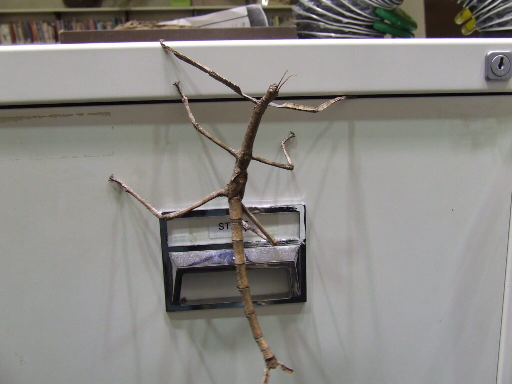 Stick Insect: The Twig That Walks