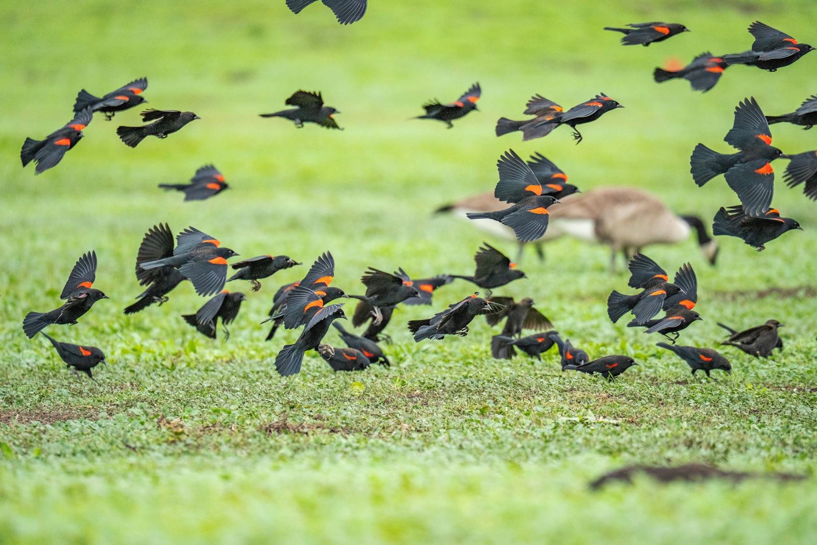 The Birds That Navigate Using Earth’s Magnetic Field
