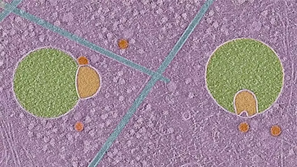 The Hemifusome: A Cellular Recycling Center Discovered in 2025 