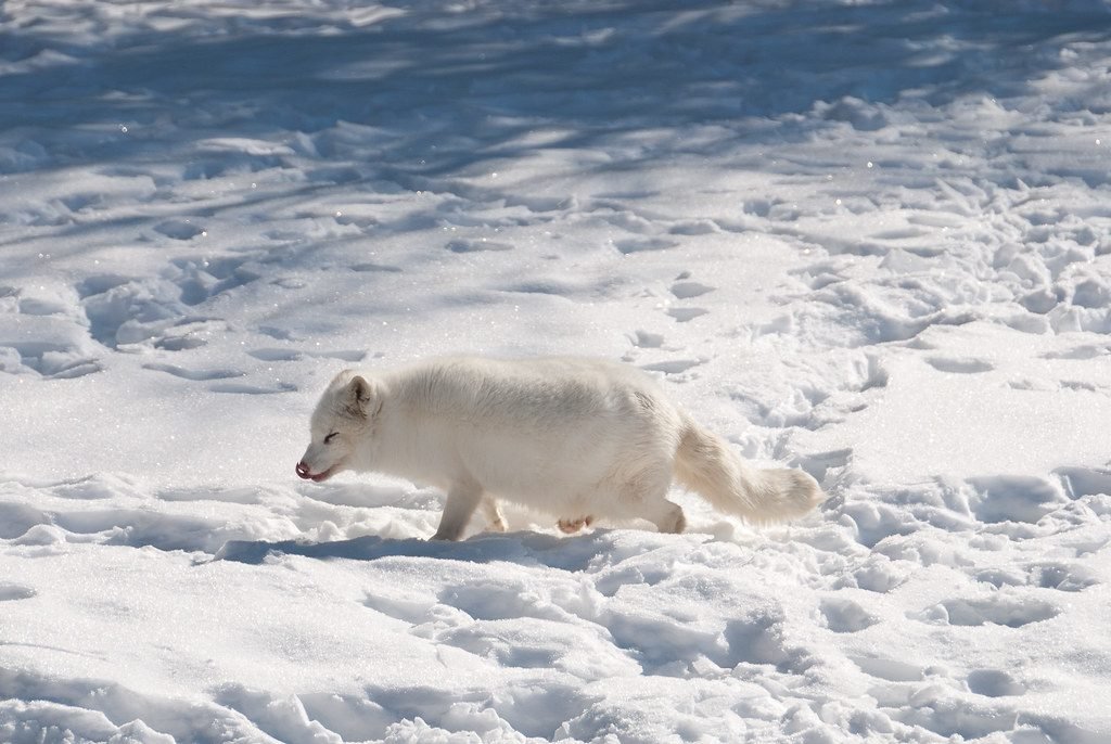 Alaska's Arctic Foxes Travel Farther Than Almost Any Land Mammal 