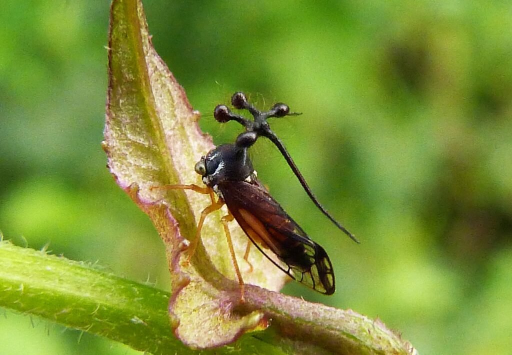 The Brazilian Treehopper Takes Alien Appearance to Extreme Levels 