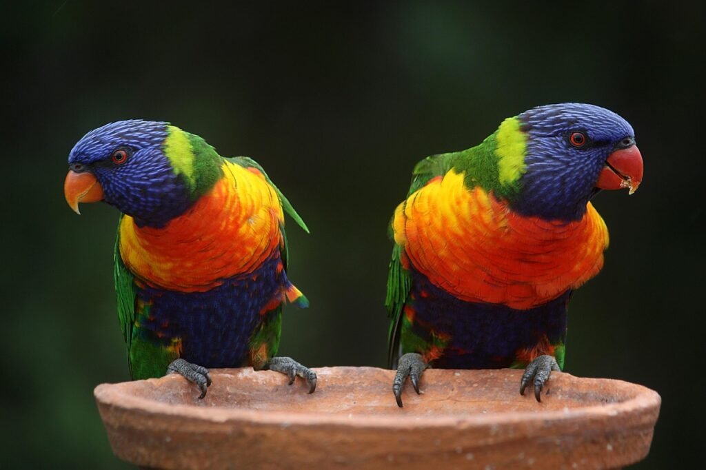 Rainbow Lorikeet - Australia's Flying Rainbow 