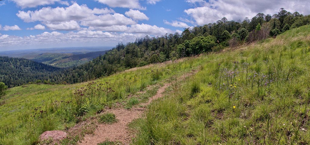 The U.S. Forest Older Than the Pyramids
