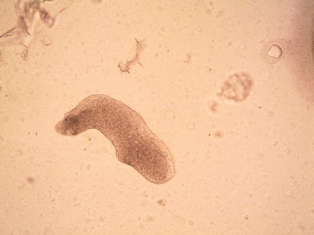 Close-up image of a tardigrade under a microscope, showcasing its unique features.