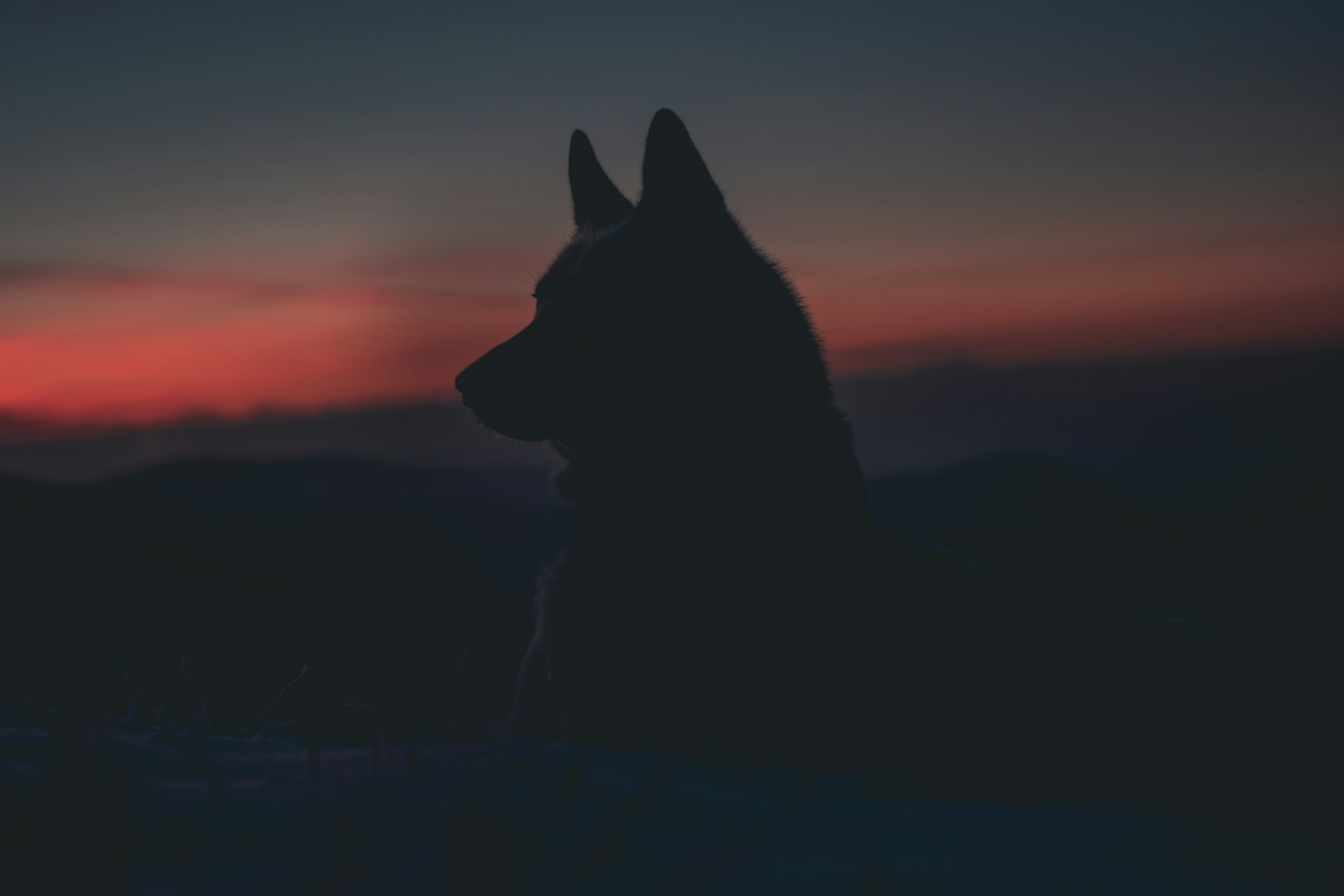 What If Your Spirit Animal Was a Guide to Your Life’s Purpose?