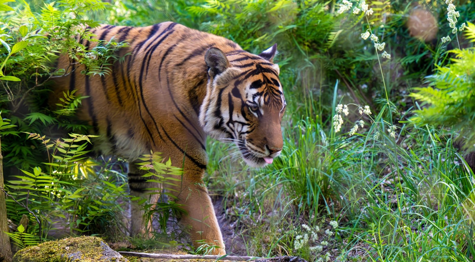 What Happens When Apex Predators Vanish from an Ecosystem?