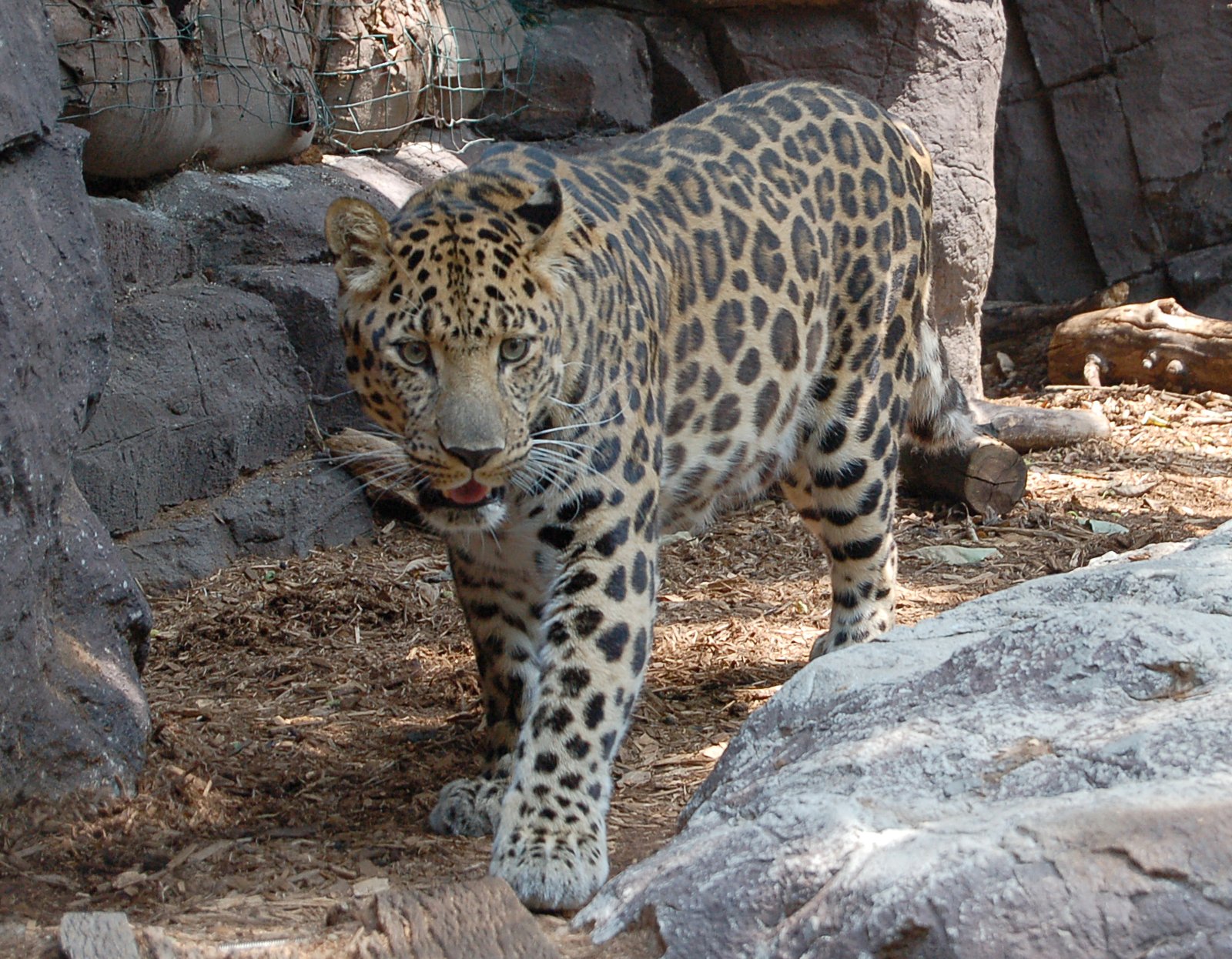 8 Facts About The Amur Leopard: One of the World’s Rarest Big Cats
