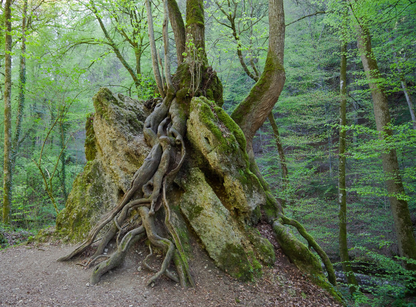 A Living Forest Turned to Stone in One Season – Can That Be Real?