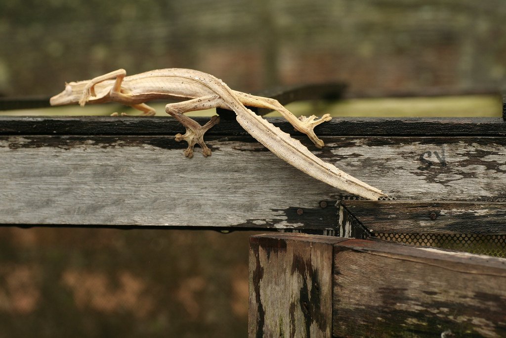 Leaf-Tailed Gecko: The Living Dead Leaf 