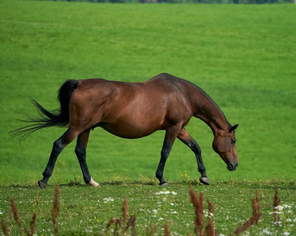A horse graze grazes peacefully in a field.