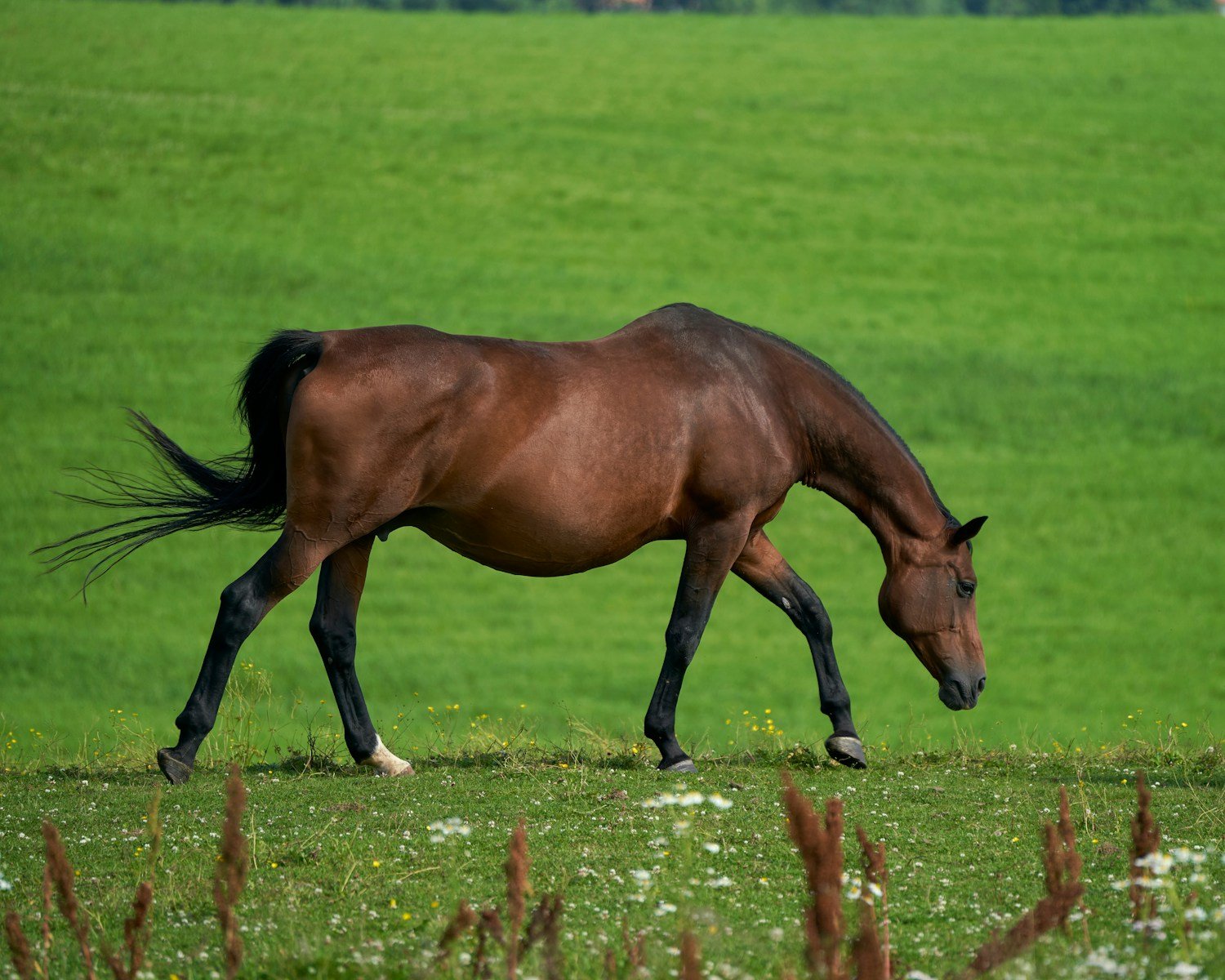 The Mystery of Wild Mustangs: Symbols of Freedom or Forgotten Survivors?