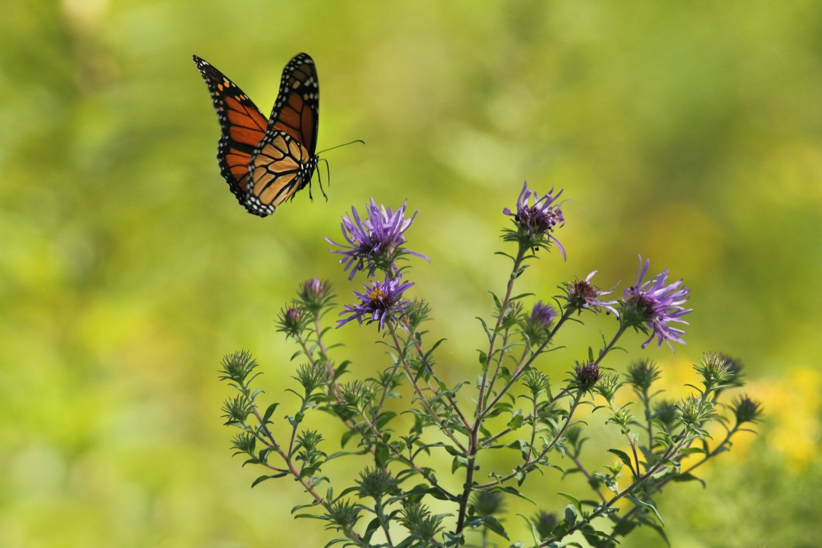 10 U.S. Spots to See Monarch Butterfly “Sky Rivers”