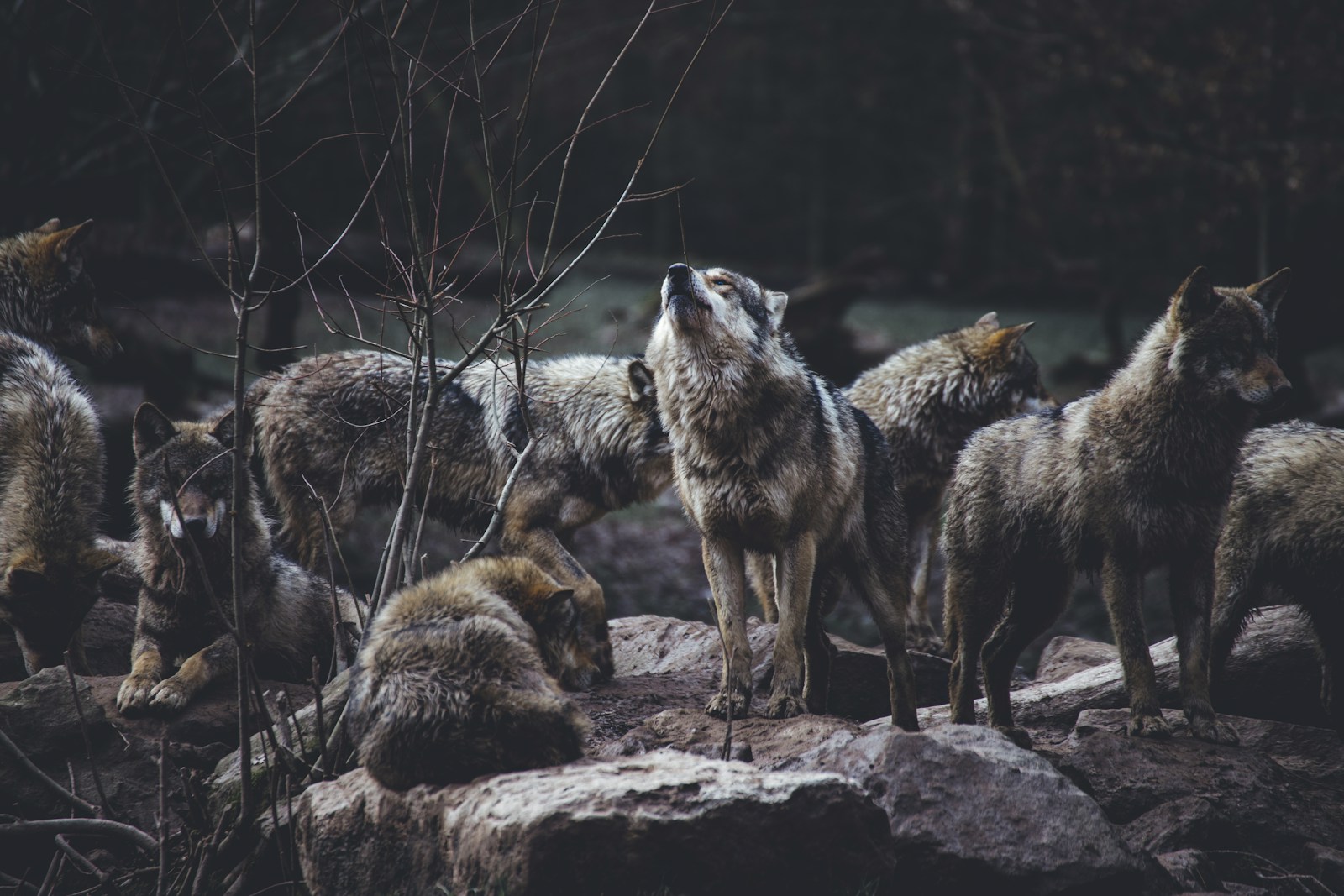 8 Most Significant Spirit Animals In Native American Indian Culture