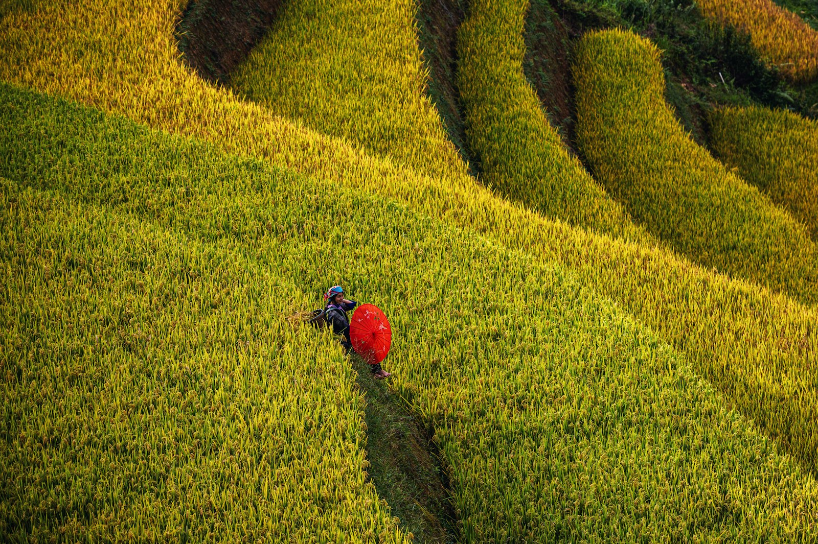 7 Ingenious Ancient Farming Techniques That Revolutionized Early Agriculture