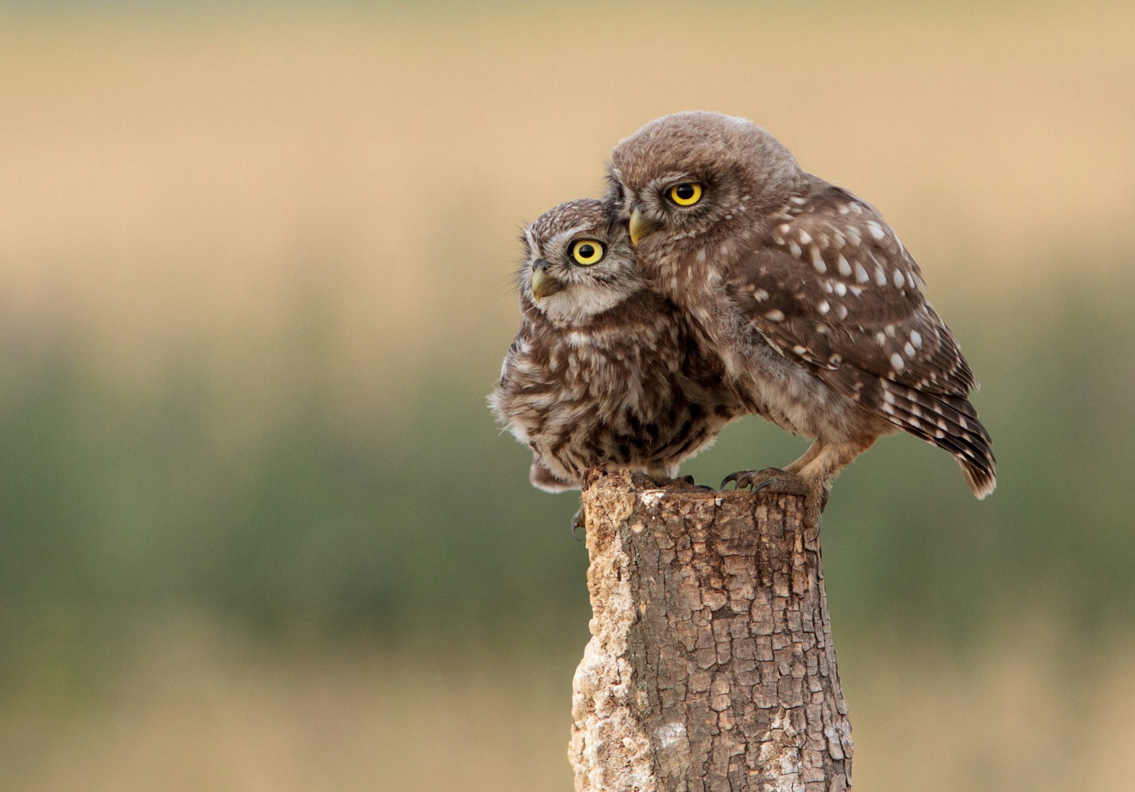 What The Owl Means As a Totem Animal in Native American Culture