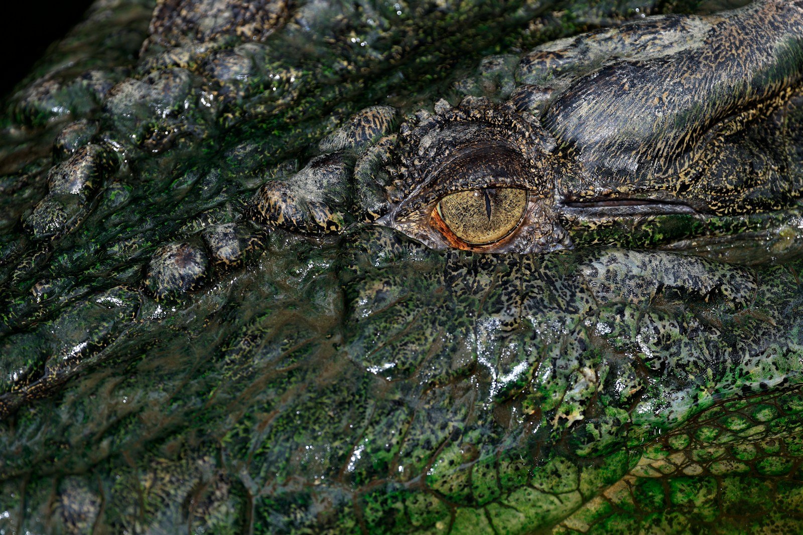 A Dinosaur “Nest City”: Did Ancient Parents Build Nursery Networks?