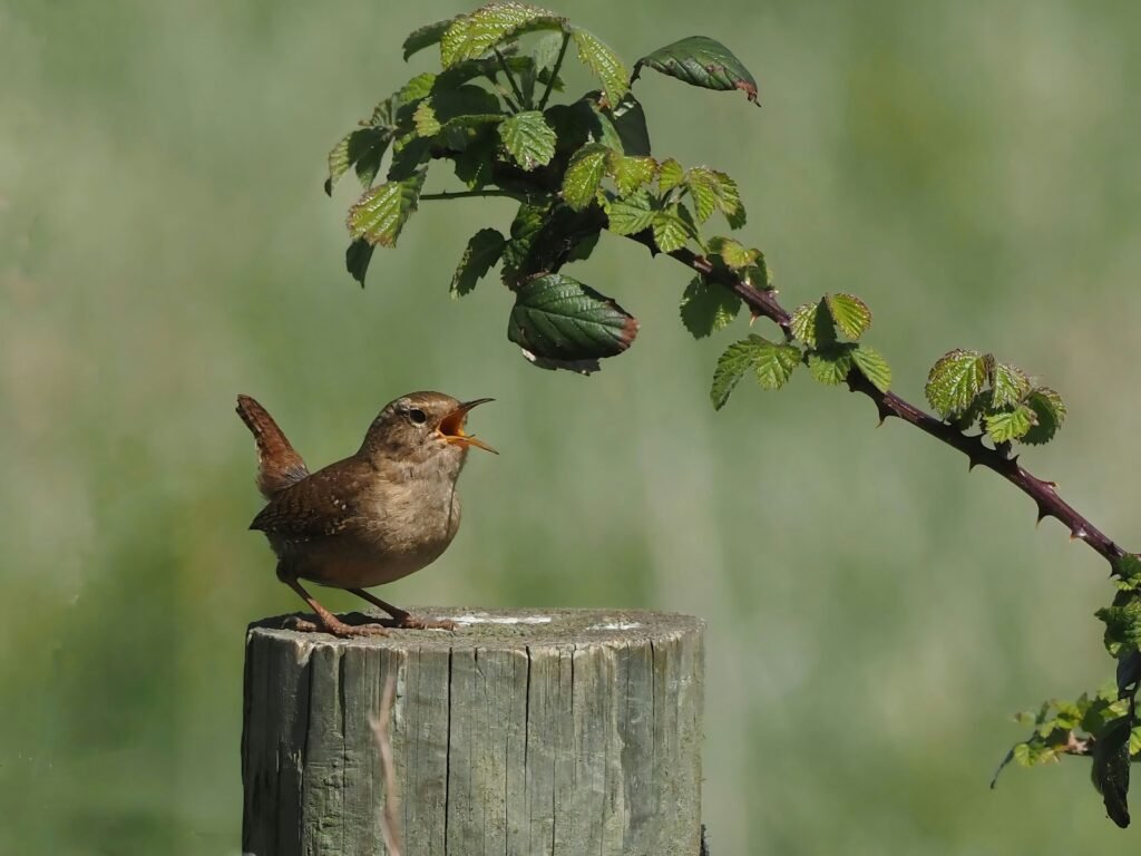 A singing wren bird perched on a post.