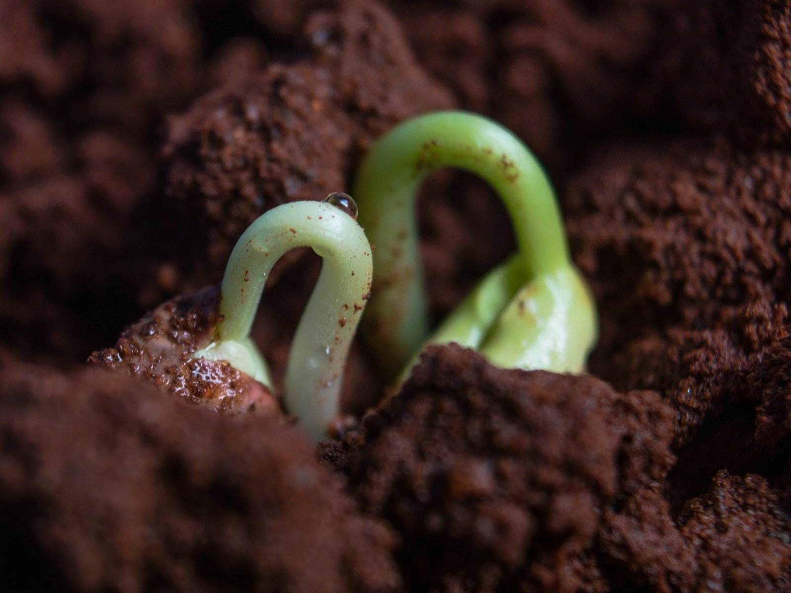 Why Some Seeds Wait Centuries to Germinate