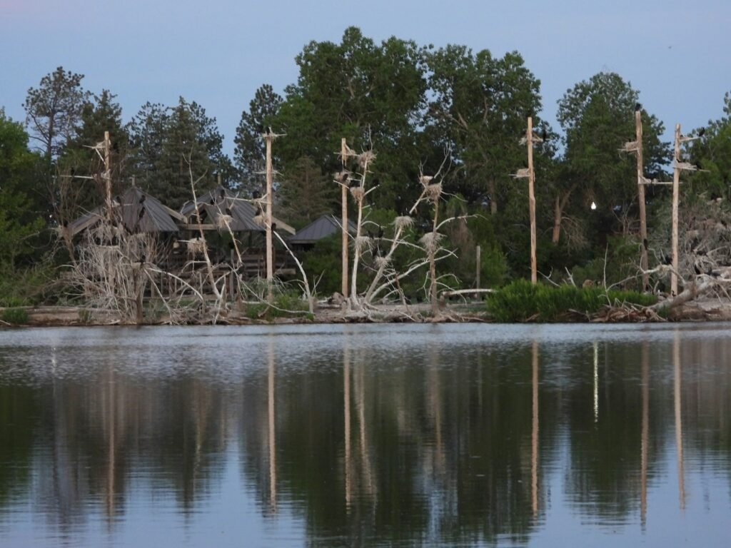 Wooden poles reflect in still water at dusk.