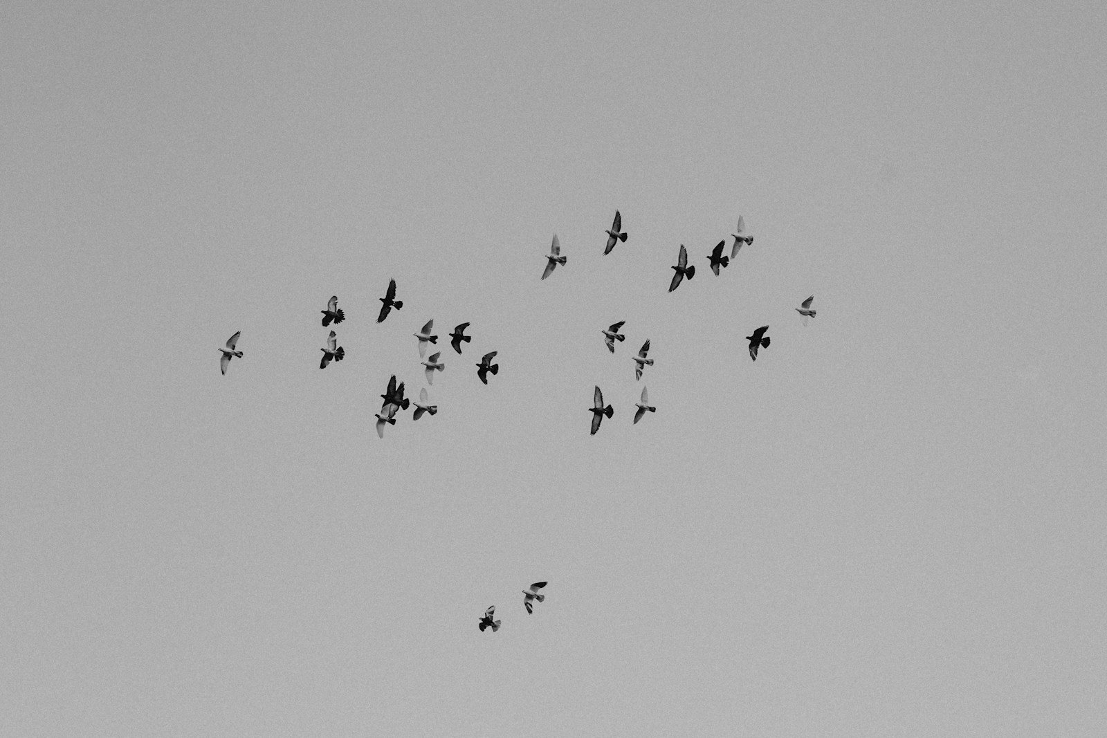 A flock of birds flying in the sky