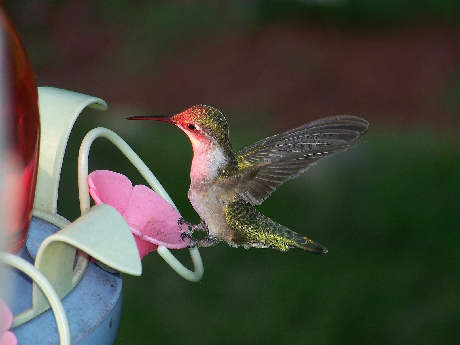 The Hummingbird’s Heartbeat: How It Survives the Impossible