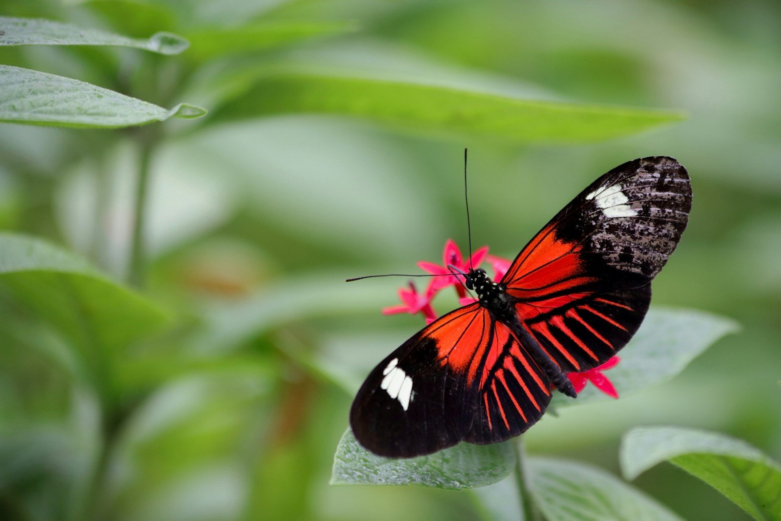 8 Rarest Butterflies in The World