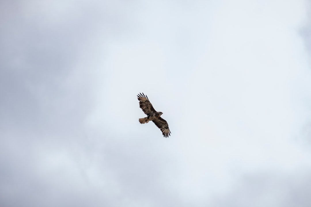10 U.S. Cities Where Red-Tailed Hawks Keep Pigeon Populations in Check
