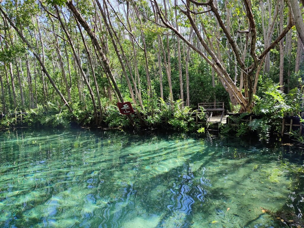 a small pond with a bridge
