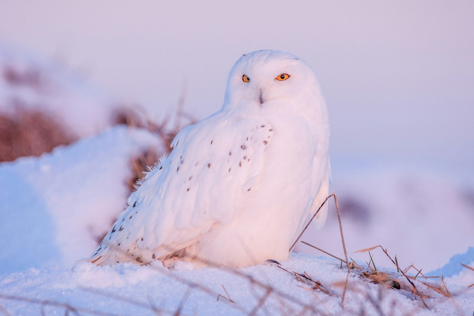 12 U.S. Wildlife Stories to Watch This Winter (And the Science Behind Them)