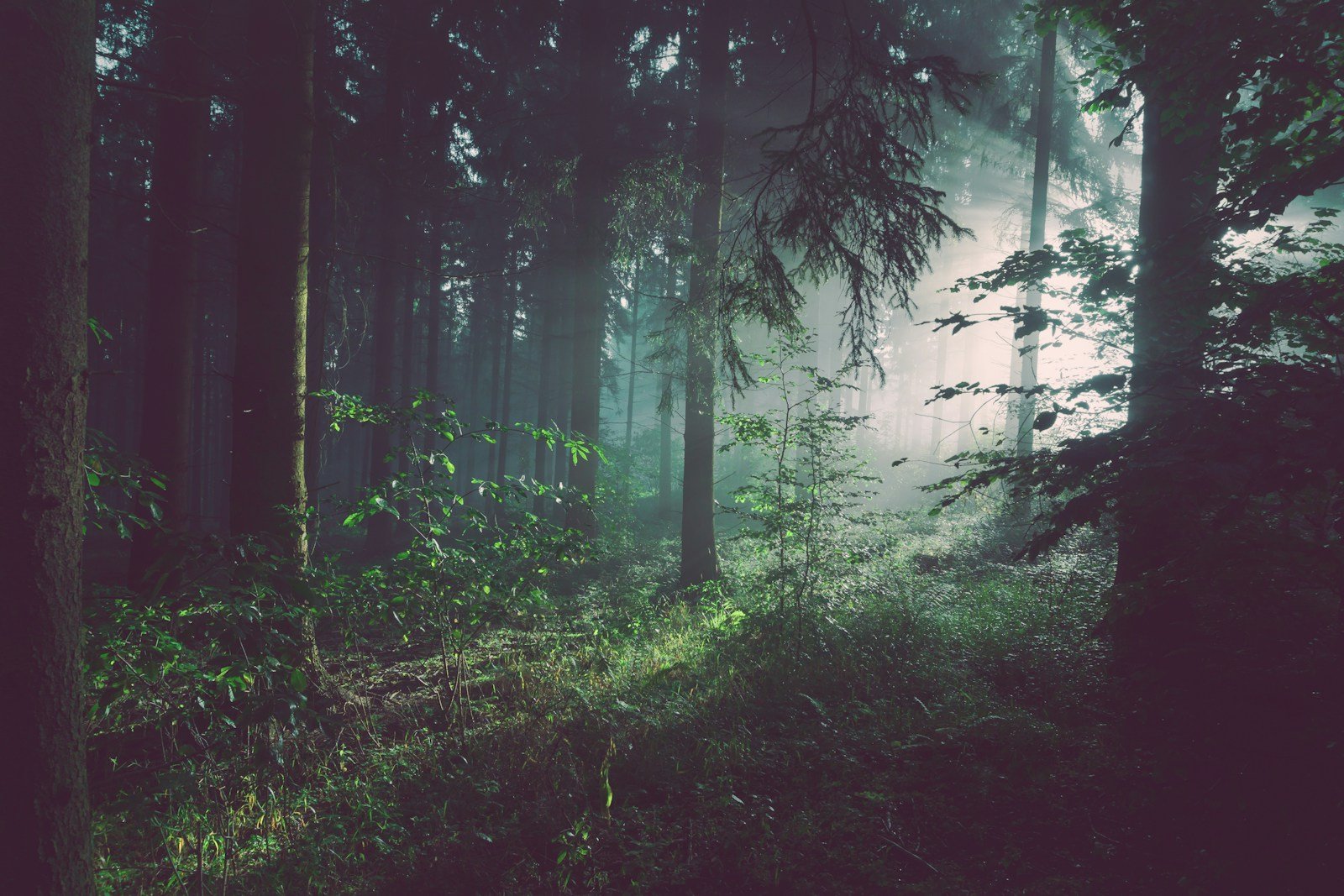 The Mystery of Forests That Appear Overnight