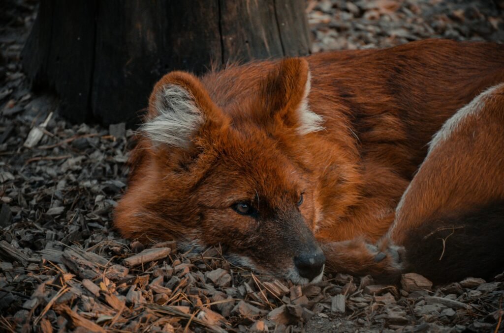 a red fox laying on top of a pile of wood chips