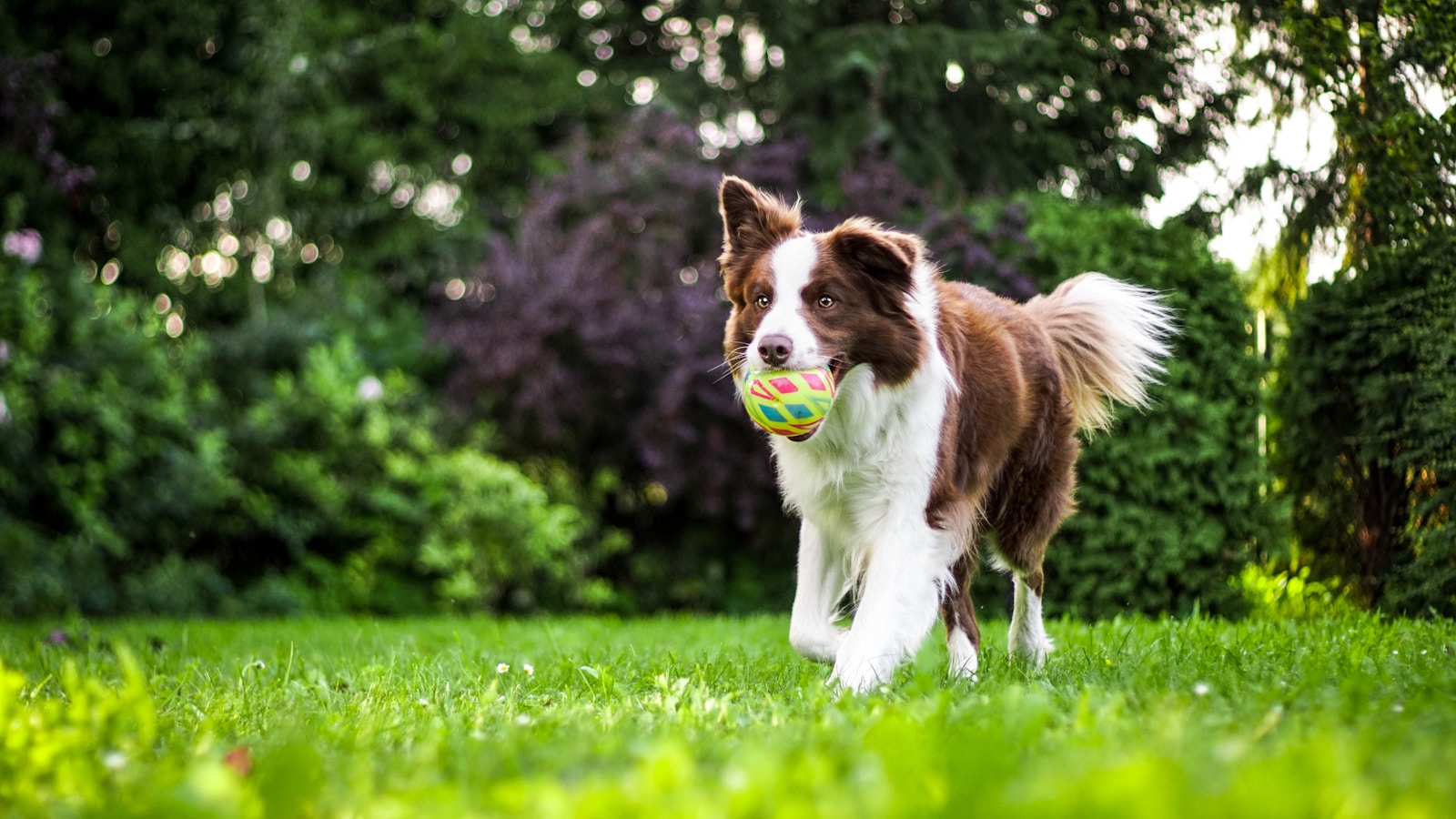 13 Dog Breeds That Should Always Stay On-Leash