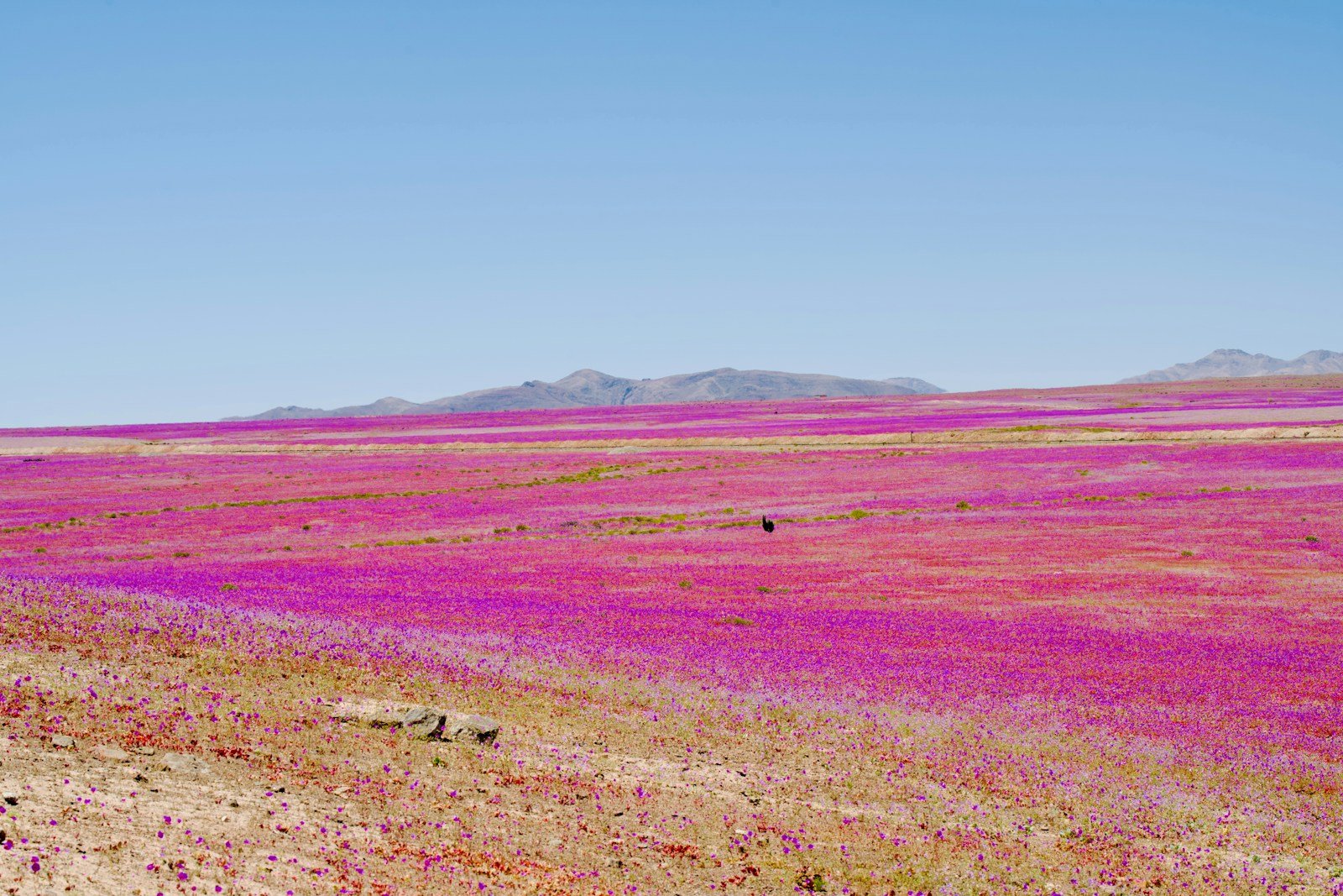 The Desert That Blooms Once Every Decade – And It’s Coming Back