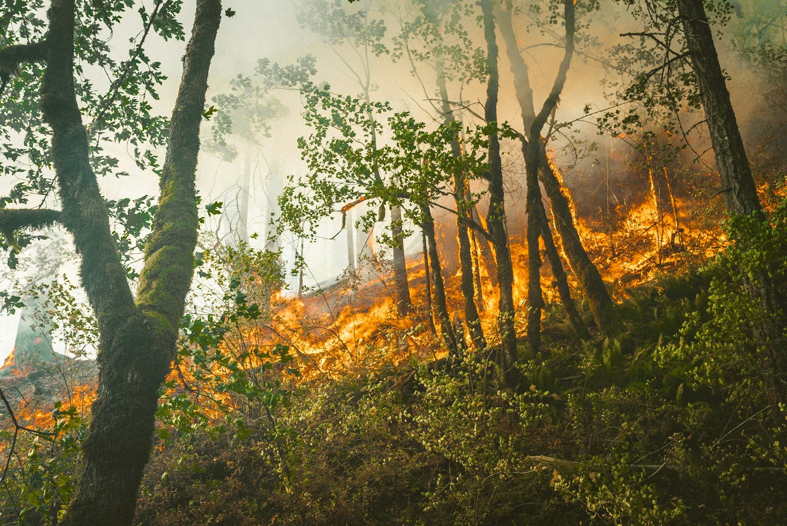 10 U.S. Forests Using “Good Fire” to Prevent Mega-Fires – Results