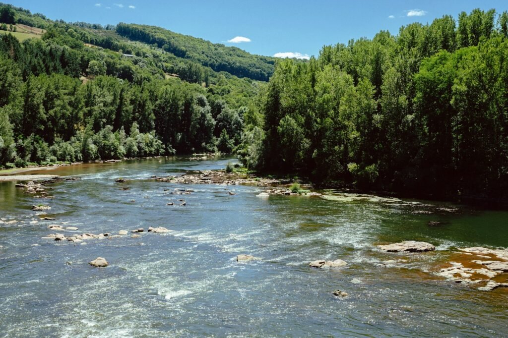 a river running through a lush green forest