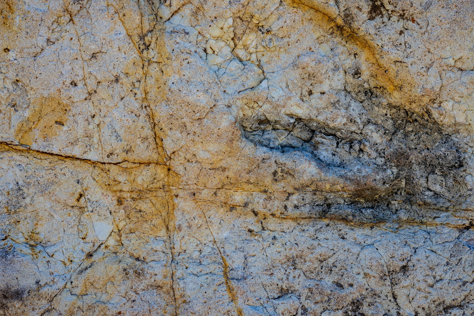 Dinosaur Footprints in Texas Reveal New Prehistoric Secrets