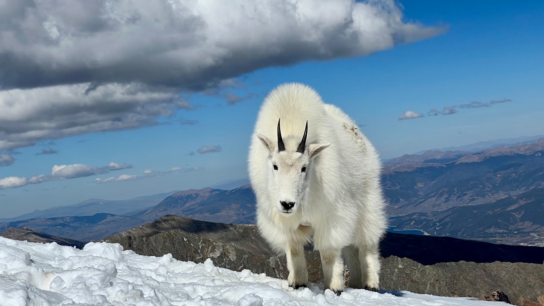 7 Ways Animals Adapt to Extreme Environments Around the World