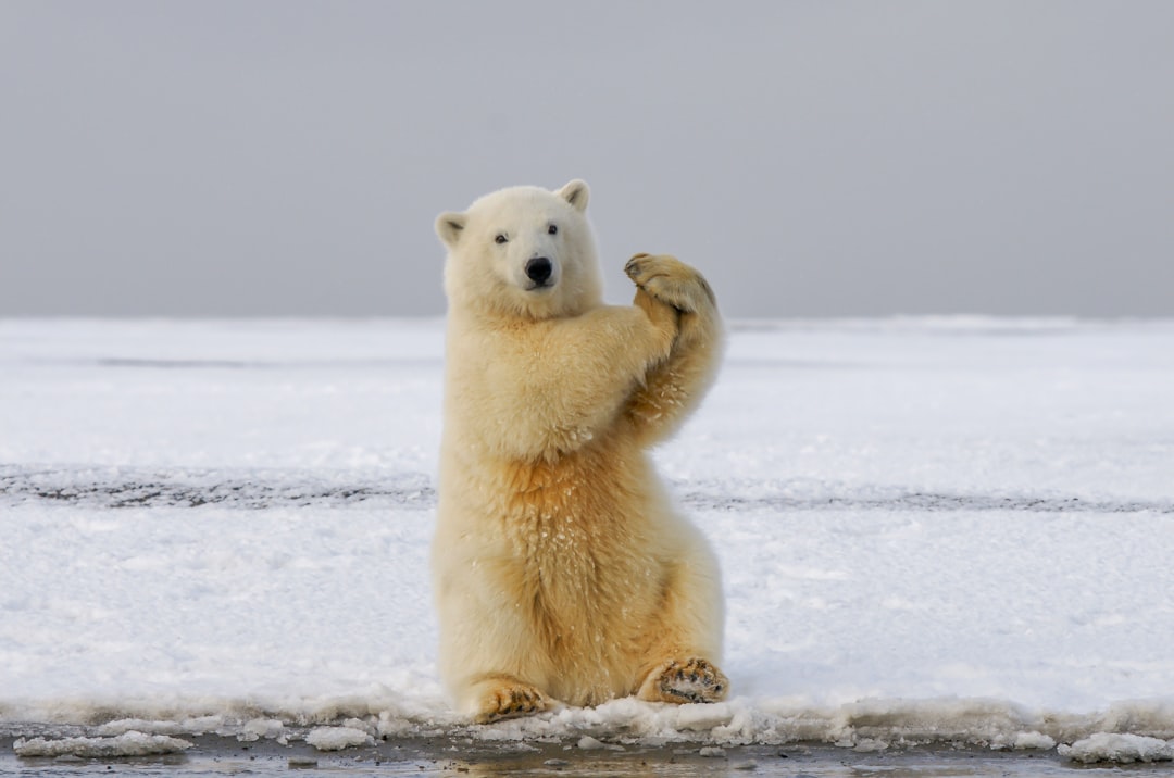 10 Remarkable Adaptations That Allow Animals to Survive Extreme Cold