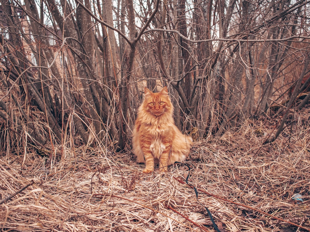 8 Cat Breeds Most Compatible with Fire Zodiac Signs