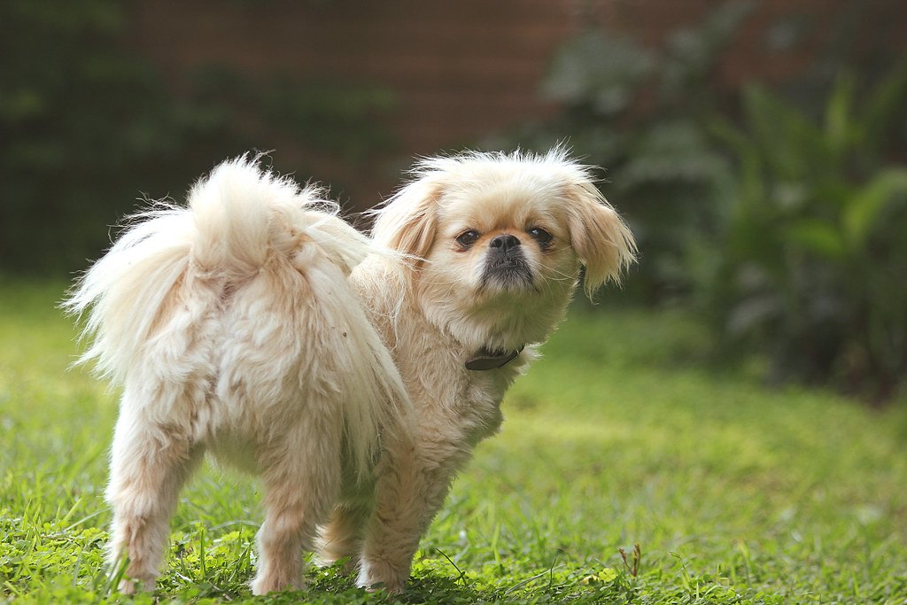 10 Signs Your Dog Has Bonded With You Deeply