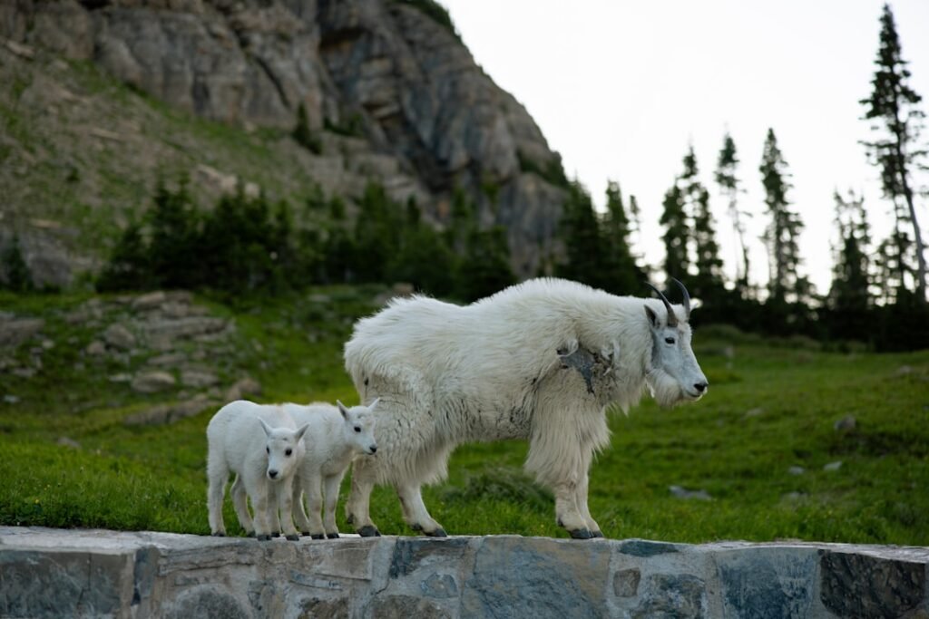 6 US States With The Most Mountain Goats